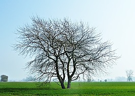 景觀,樹(shù),性質(zhì)