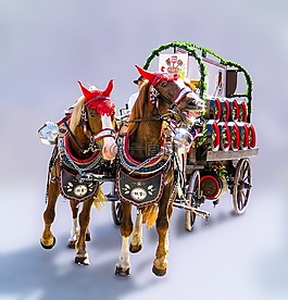 運(yùn)輸,教練,馬