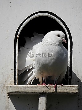 鴿子,鳥,動物