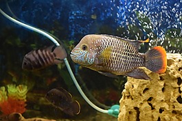 魚,水族館,acar