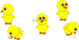 小雞,鳥,動物