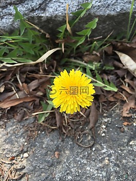 鮮花,蒲公英,植物