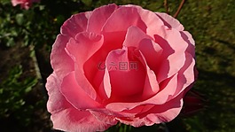 玫瑰,粉紅色,粉紅色的玫瑰