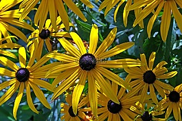 太陽帽子,灌木,黃色 coneflower