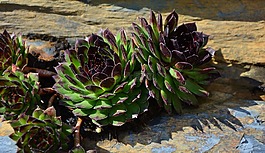 肉,suculentus,石头植物