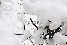 雪,冬天,布什