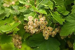 水果,葡萄干,花園