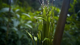 葉,植物,性質(zhì)