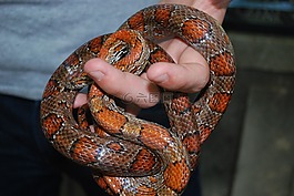 蛇,野生動物,羅里