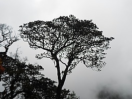 樹,側(cè)影,有機(jī)