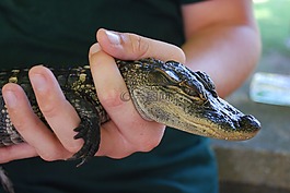 鱷魚,爬行動物,自然