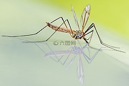 蚊子,schnake,riesenschnake