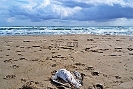 地中海,海灘,海鷗
