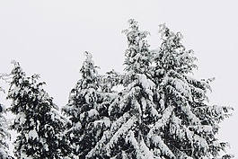 雪,降雪,冷