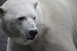 白熊,動(dòng)物園,斯圖加特