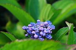 花,厂,布什