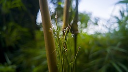 性質(zhì),葉,戶外活動(dòng)