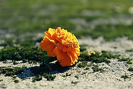 萬壽菊,開花,花
