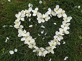 心臟,鮮花,春天