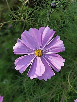 自然,花,夏天
