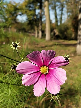 自然,花,夏天