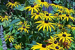 太陽帽子,灌木,黃色 coneflower