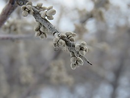 霜,自然,冬天