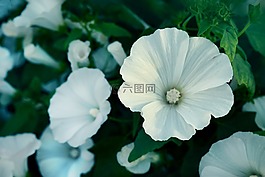 白,鮮花,野生