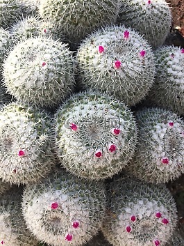 仙人掌,多汁,植物區(qū)系