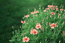 粉紅色的花,花園里的花,草甸