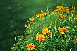 橙色,黃色,鮮花