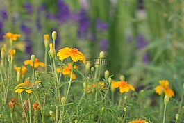 橙色,黃色,鮮花