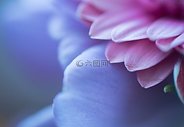 宏,紫色,花卉