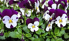 紫羅蘭,春,鮮花