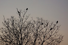 鳥,烏鴉,晚上