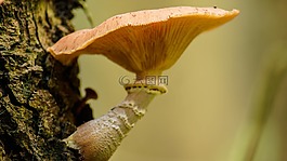 菌類,樹,自然
