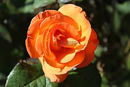 橙色,玫瑰,花園