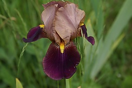 開花,虹膜,紫