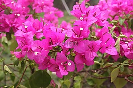 光束,花,紙