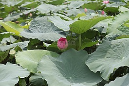 衣服,花,蓮花