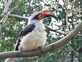 動物園,鳥,自然