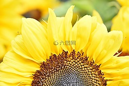 自然,植物區(qū)系,花