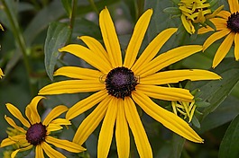 太陽帽子,灌木,黃色 coneflower