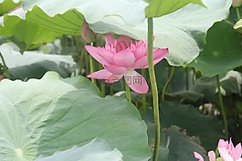 花,蓮花,衣服