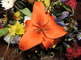 百合,橙色,植物