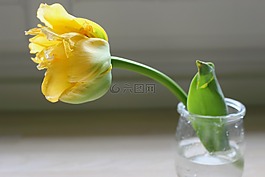 郁金香,黃色,花