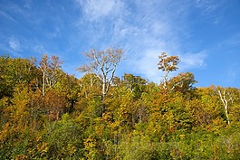 秋,秋天樹葉,季節(jié)