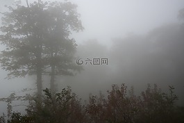 有霧,景觀,森林
