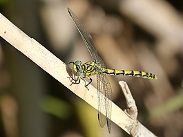 蜻蜓,brindle,黃色和黑色