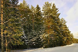 冬季,雪,森林